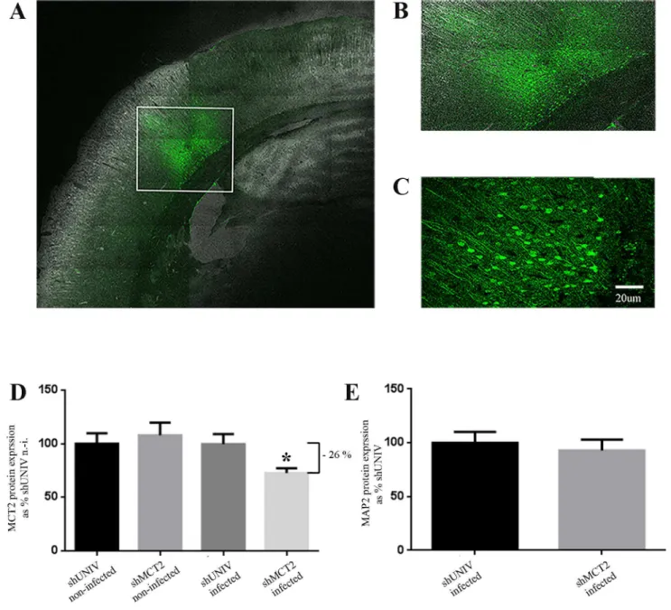 Fig 1. Characterization of the neuronal MCT2 knockdown in the rat somatosensory cortex following the injection of a lentiviral vector to selectively express a shRNA against MCT2