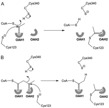 Fig. 1 The mechanism of acetylation of the nucleophilic cysteine, Cys123.