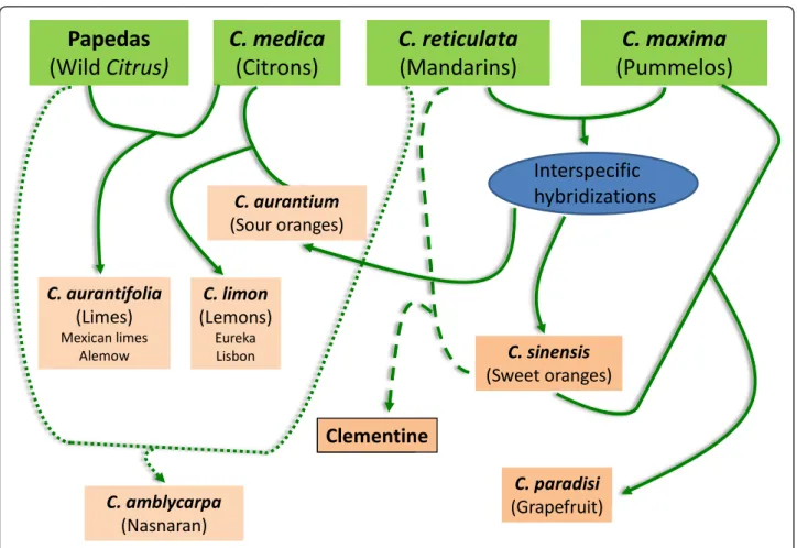 Figure 6 Hypothesis on the origin of some secondary Citrus species.