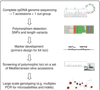 Figure 1 Summary of our approach summary for developing a large-scale olive tree cpDNA genotyping method.
