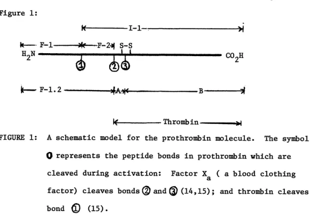 FIGURE 1:  A  schematic model  for the prothrombin molecule.  The  symbol O  represents the peptide bonds in prothrombin which  are