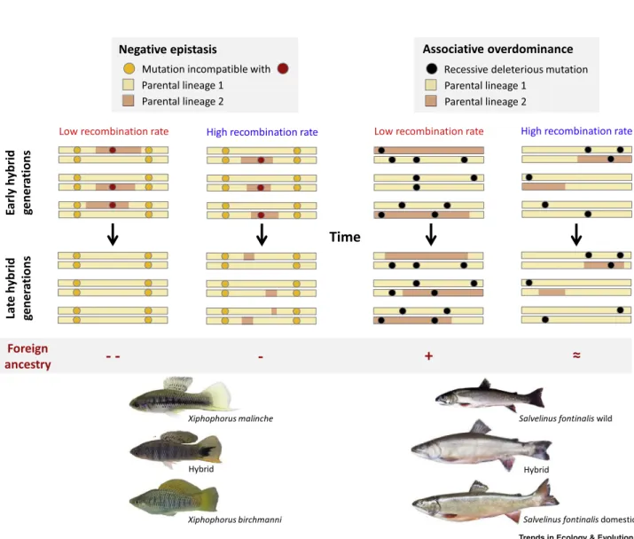 Figure 3. Predicted Relationships between the Relative Abundances of Introgressed Ancestry Tracts and Local Recombination Rate Intensity.