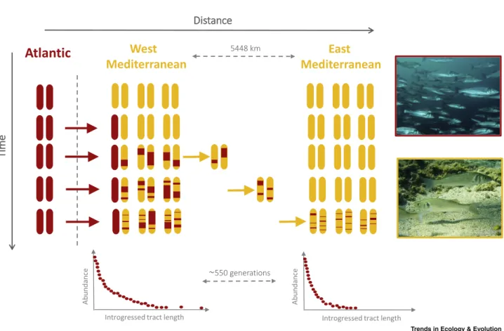 Figure 1. Schematic Representation of the Diffusion–Recombination Process over Time and Space for Atlantic Tracts (Red) Introgressed within the Mediterranean Genetic Background (Yellow).