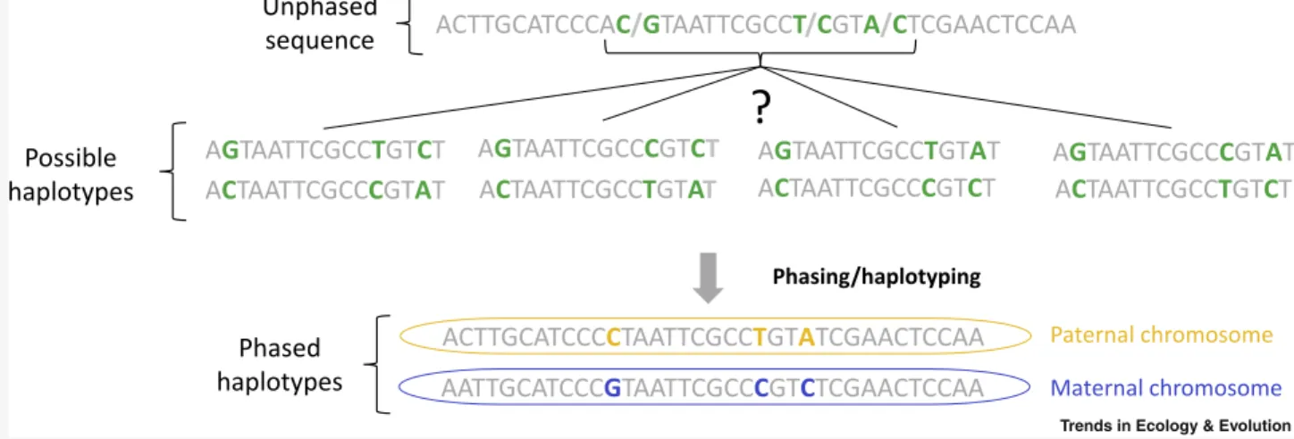 Figure I. Schematic Representation of the Information Obtained through Haplotype Phasing.