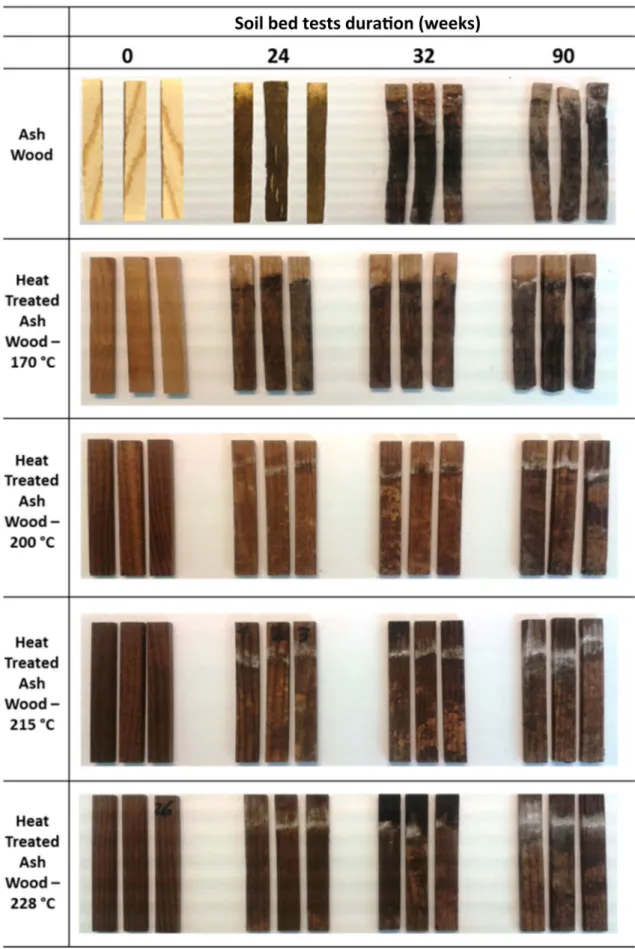 Fig. 5 Visual appearance of untreated and heat-treated ash wood after unsterile soil exposure at different durations