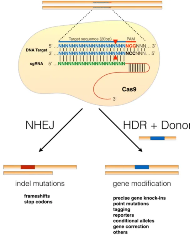 Figure 1. Genome engineering utilizing the CRISPR-Cas9 system