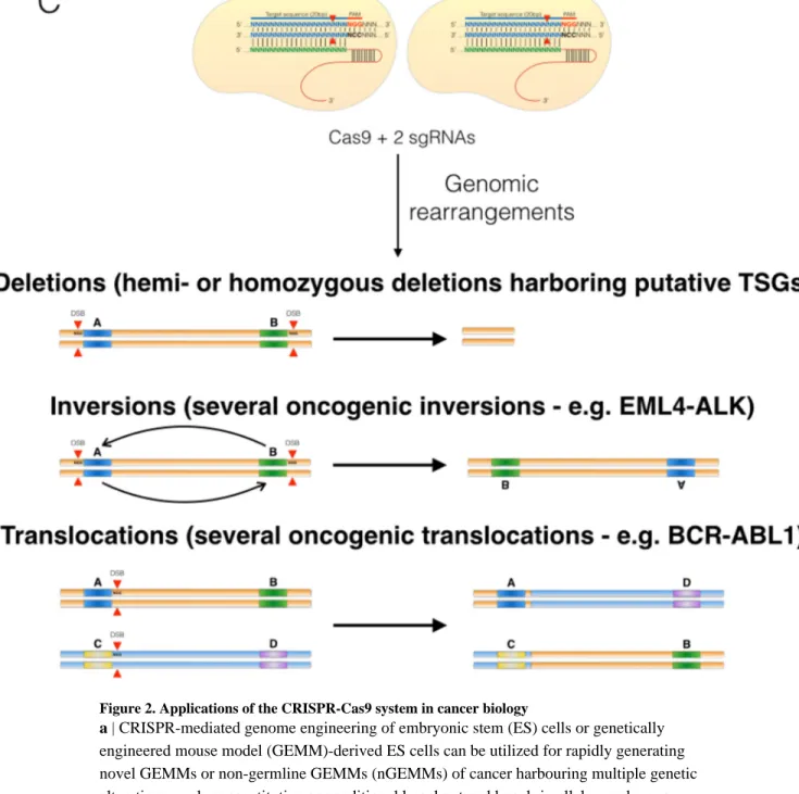 Figure 2. Applications of the CRISPR-Cas9 system in cancer biology