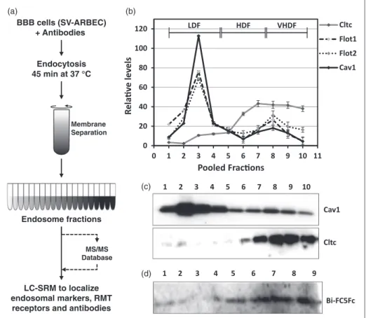 Figure 1. BBB endosome isolation and SRM analysis. (a) Workflow outlining the method for isolation of endosomes for analysis with LC-SRM