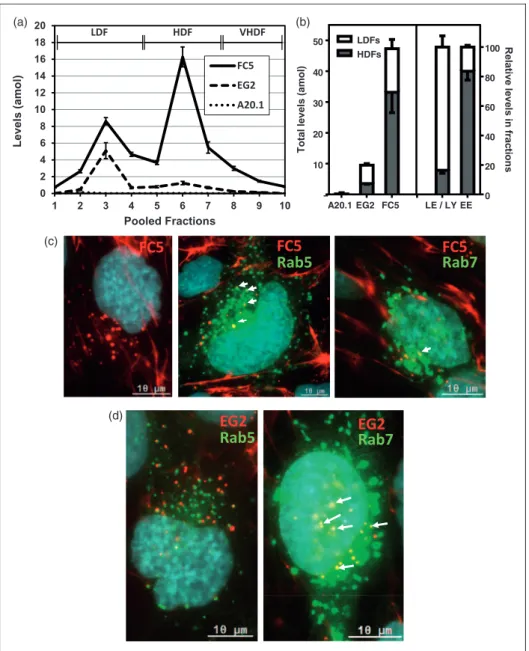 Figure 3. LC-SRM quantification and fluorescent tracking of V H H levels in SV-ARBEC endosomes