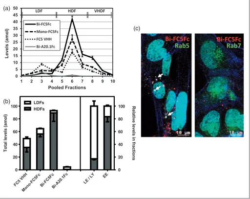 Figure 4. LC-SRM quantification and fluorescent tracking of V H H-Fc fusion proteins in SV-ARBEC endosomes