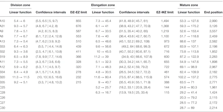 TABLE 7 | Piecewise linear functions selected for wild-type lateral roots.