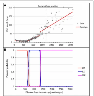 FIGURE 7 | Outputs of the selected piecewise linear model in the case of a lateral root for which the distance between the EZ-MZ limit and the first root hair position is large and the MZ slope is steep (wild-type A31)