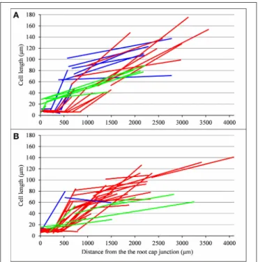 FIGURE 8 | Piecewise linear function estimated for each lateral root (types A, B, and C in red, blue and green respectively): (A) wild type, (B) rtcs and rum-1 mutants.