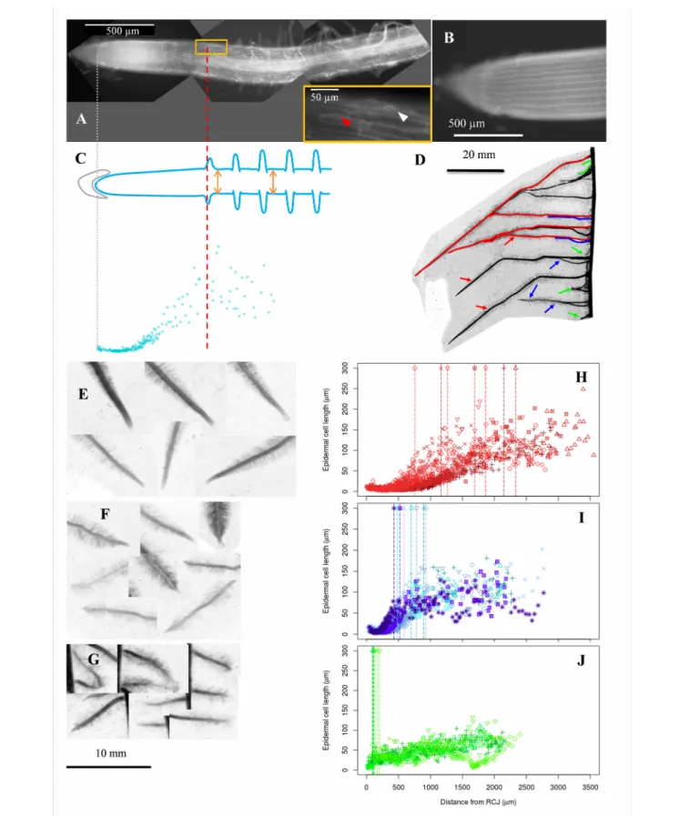 FIGURE 1 | Acquisition of epidermal cell length profiles, diversity of maize lateral roots and examples of cell length profiles collected in roots of different types