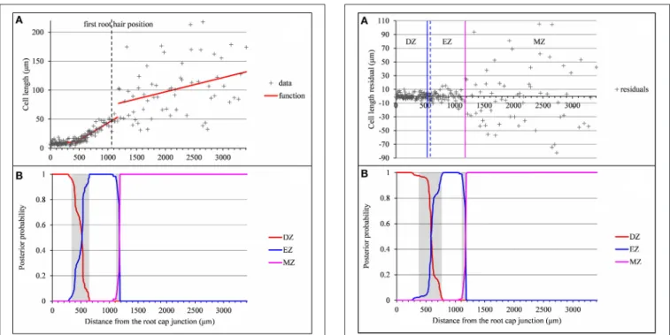 FIGURE 2 | Outputs of the selected piecewise linear model in the case of a typical vigorous lateral root (rtcs A1)
