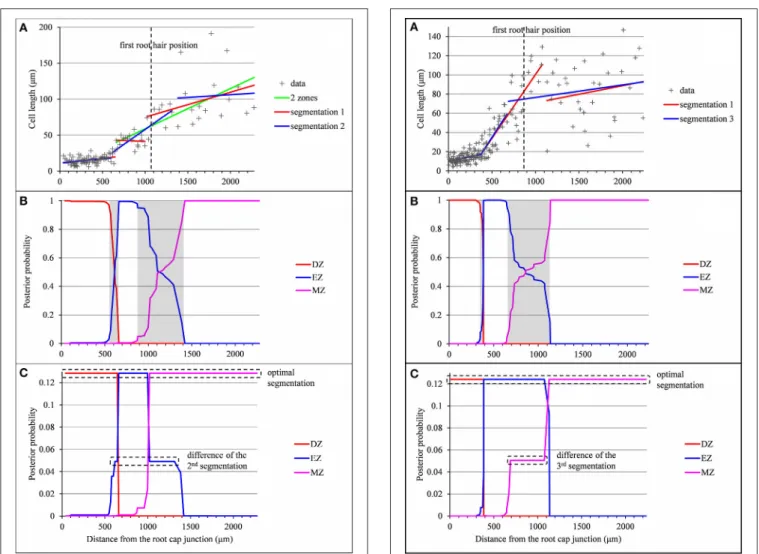 FIGURE 4 | Outputs of the piecewise linear models in the case of a lateral root (rtcs A3) for which the 2-zone model selected by the slope heuristic and the optimal 3-segment piecewise linear function do not fit biological assumptions (lack of the elongati