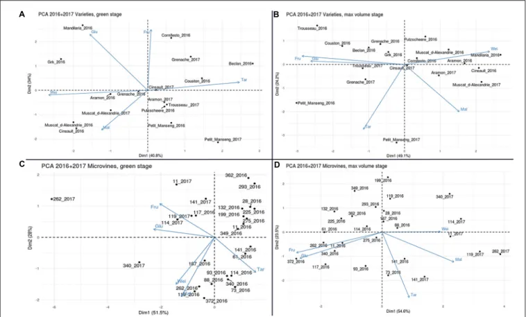 FIGURE 10 | Principal component analyses the all variables collected with varieties (A,B) and microvine (C,D) subsets, for hard green (left) and ripe (right) berries.