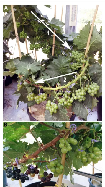 FIGURE 1 | The typical continuous fruit development along a microvine proleptic shoot