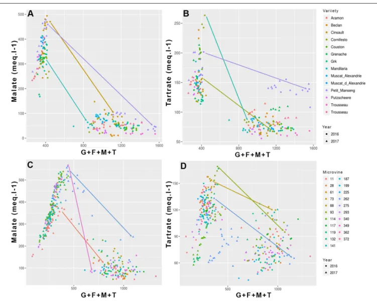 FIGURE 3 | Evolution of the main acids (malic and tartaric) concentration as a function of sum of major osmoticum (glucose + fructose + malate + tartrate) concentration during ripening for variety (A,B) and microvine (C,D) subsets