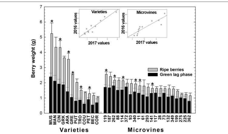 FIGURE 4 | Diversity for the berry weight at the end of green growth and at ripe stage in varieties and microvine subsets