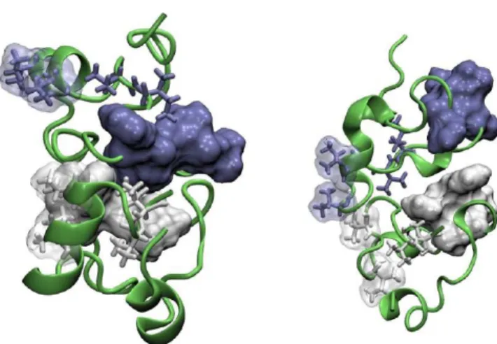 Figure 9. First-ranked models of the Aβ42 dimer built from the β- β-sheet monomers representing the structural cluster characterized by a large hydrophobic SASA (the left panel) and the most populated cluster (the right panel)