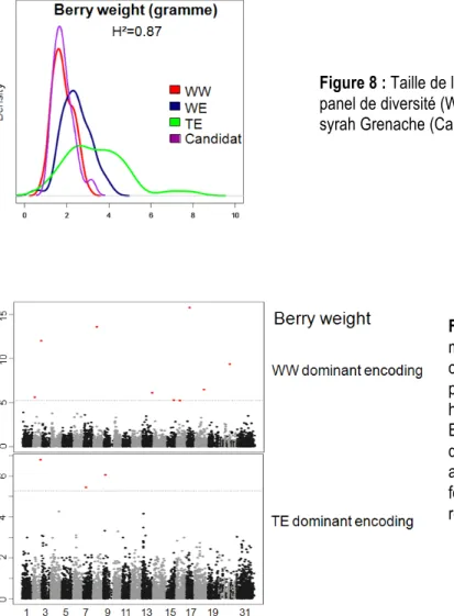 Figure 9: Manhattan plot (en abscisse les  marqueurs sur les chromosomes et en  ordonnée une valeur correspondant à –log  p-value du marqueur