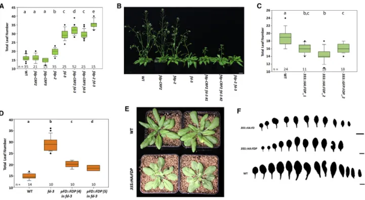 Figure S3A). Indeed, the number of cauline leaves was also lower in ft-10 tsf-1 fd-3 fdp-2 than in ft-10 tsf-1 fd-3 (Figure S3B),  sug-gesting that FD and FDP redundantly delay floral development in the absence of FT and TSF.