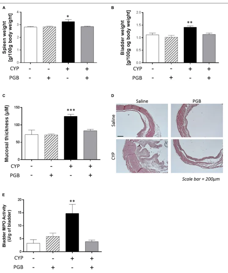 FIGURE 2 | Effect of PGB (30 mg kg −1 , s.c.) on spleen (A) and bladder (B) weight, mucosal thickness (C,D) and bladder MPO activity (E) in cyclophosphamide (CYP)-induced cystitis in mice