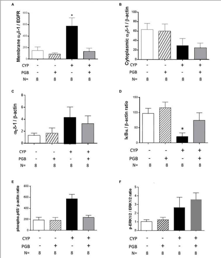 FIGURE 3 | Effect of PGB (30 mg kg −1 , s.c.) on membrane addressing α 2 δ-1 subunit and on NF-κB pathway activation in cyclophosphamide (CYP)-induced cystitis in mice