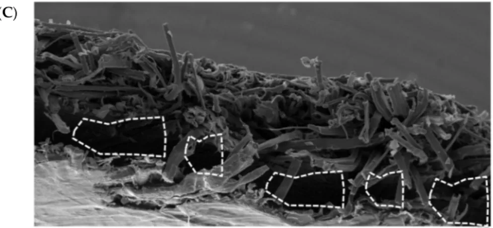 Figure 6. High-magnification SEM micrographs of fracture planes of laminated flax-PP fiber mats, under different exposure conditions following the 28-day incubation time period