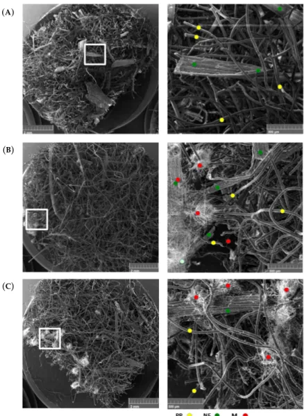 Figure 4. Scanning electronic microscope (SEM) micrographs with low (left) and high (right) magnification for the hemp-PP dry mats at t 28 , under different exposure conditions