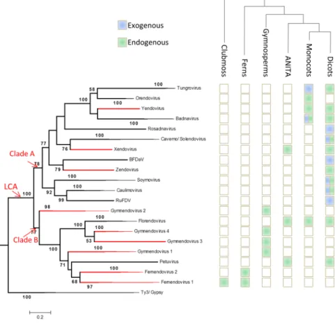 Figure 3.  Phylogeny of the Caulimoviridae, as inferred using  maximum likelihood criteria and a multiple  sequence alignment of protease, reverse transcriptase and ribonuclease H1 domain sequences from recognized  (black) and putative (red) genera