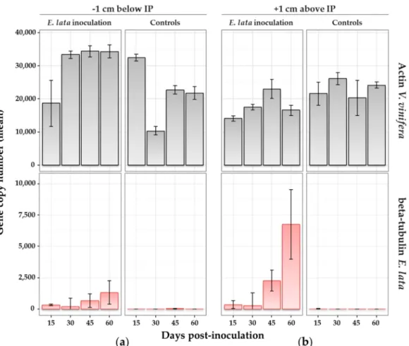 Figure 5. Wood colonization by E. lata monitored by quantitative real-time PCR (qRT-PCR)