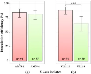 Figure 1. Comparison of four E. lata isolates for inoculation efficiency. Pair of isolates from (a) stroma AM78 and (b) stroma VL11 inoculated to cv