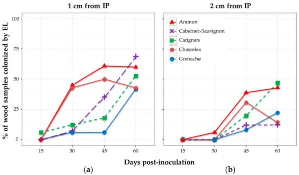 Figure 4. Effect of grapevine cultivar on the wood colonization in plants inoculated with E