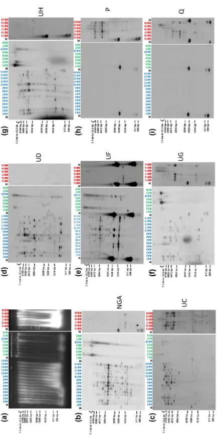 FIGURE 5 Southern blot hybridization of total genomic DNA (digested by HindIII) from plants of the family Musaceae using diverse clade 2 badnaviral sequences as probes