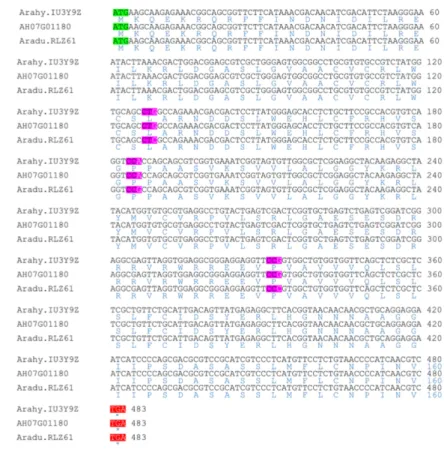 Figure 4. Sequence alignment of A. duranensis SNE (Aradu.RLZ61), A. hypogaea subs. hypogaea var.