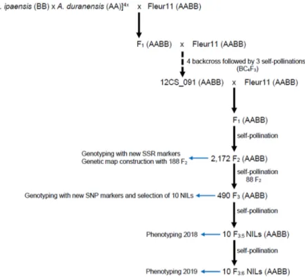 Figure 1. Selection scheme for NILs development.