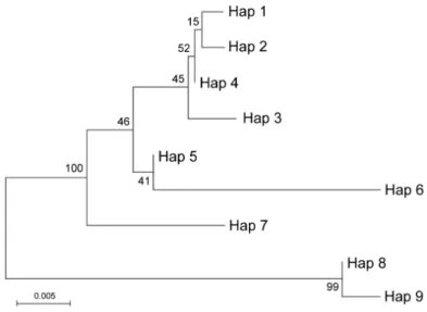 Figure 3. Molecular phylogenetic analysis by Maximum Likelihood method of ITS haplotypes.