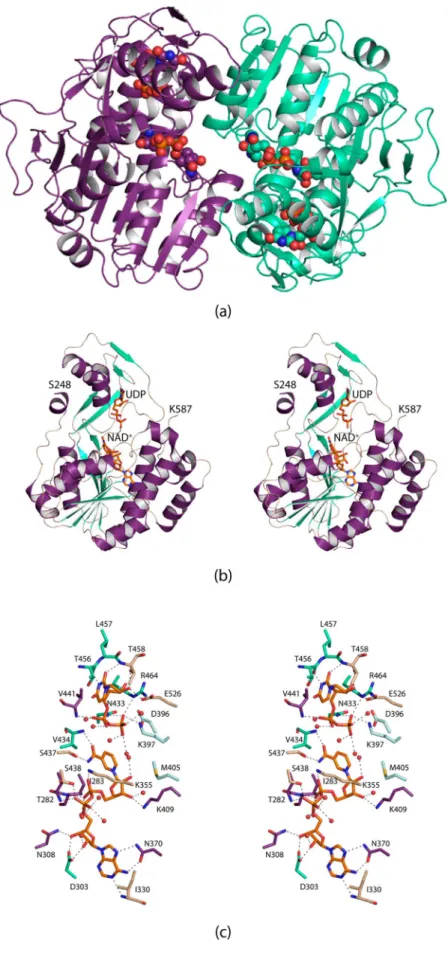 Figure 1. Structure of PglF. Shown in (a) is a ribbon representation of the PglF dimer with subunits 1 and 2 depicted in violet and green cyan, respectively