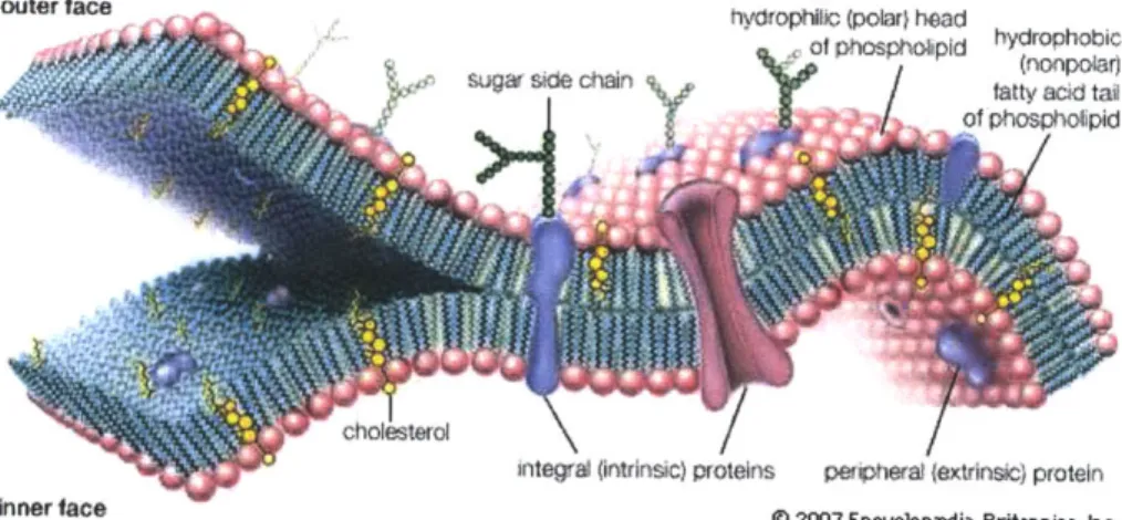 Figure  4:  Schematic  picture of the lipid  bilayer. Adapted  from  Techno-Science http://conquerordany.blogspot.com/2011/04/cell-structure-and-function.html&#34;
