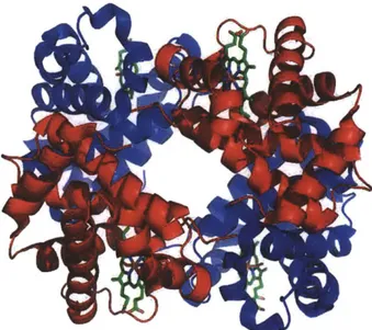 Figure  5:  Structure  of human  hemoglobin.  The  protein's  a and  P  subunits are in  red  and blue, and the iron-containing  heme groups  in  green