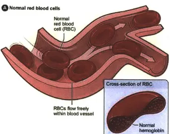 Figure  1:  Normal  Red  Blood  Cells in Blood  Flow. Adapted  from National  Heart  Lung and  Blood Institute  Diseases and  Conditions  Index  8