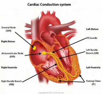 Figure 2-1: The conduction system of the heart [3].