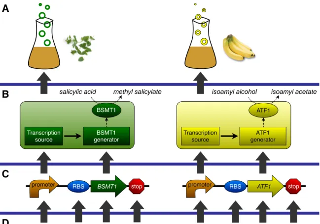 Figure 2-1: (A) Systems are defined by their overarching behavior, such as repro- repro-gramming bacterial odor