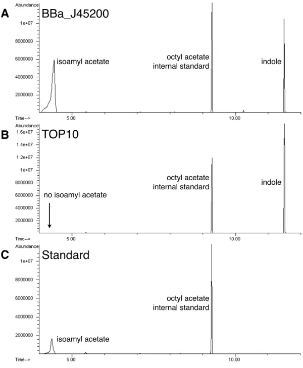 Figure 2-4: To confirm that the banana odorant generator produced isoamyl acetate, cultures with the device supplemented with 5mM isoamyl alcohol were analyzed by gas chromatography