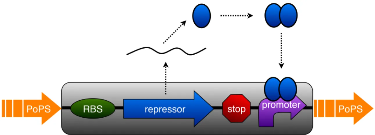 Figure 3-2: The input signal to a transcription-based inverter drives transcription of a gene encoding a repressor