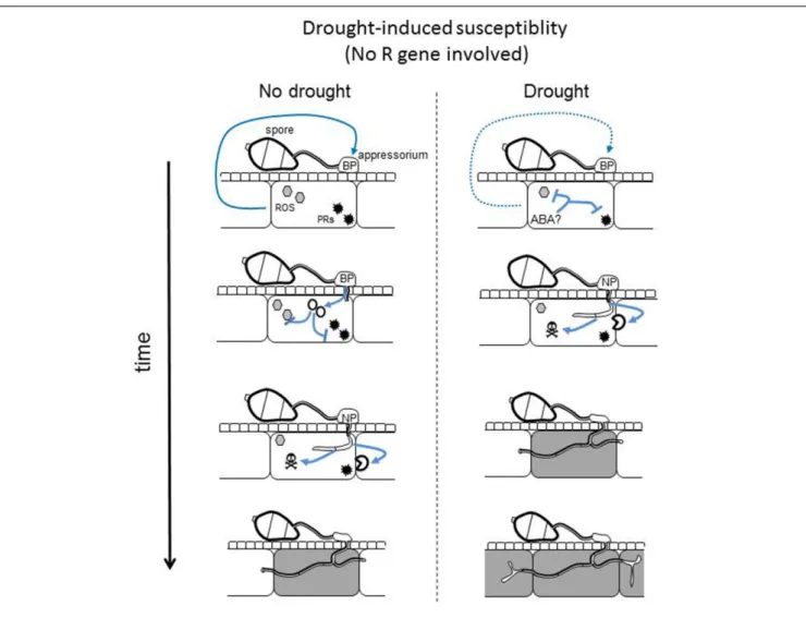 FIGURE 5 | Hypothetical model for drought-induced susceptibility. Under non-stressed conditions, an unknown plant signal informs the fungus on the level of plant’s immunity (blue arrow)