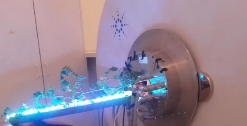 Fig 5. Tomato plant installation. The tomato plant is installed inside the MRI magnet