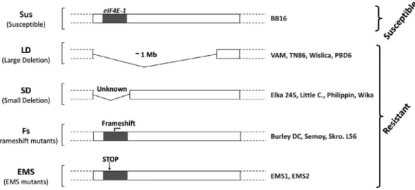 Fig. 1  Type of mutation at the eIF4E-1 locus on chromosome 21 in the different N. tabacum va accessions